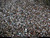 Trichur-pooram-crowd-508657-sw[1]_tiny